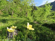 04 Alla partenza dalla conca di Mezzeno fiori gialli di Pulsatilla alpina sulphurea 